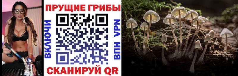 где можно купить наркотик  Чухлома  Галлюциногенные грибы GOLDEN TEACHER 
